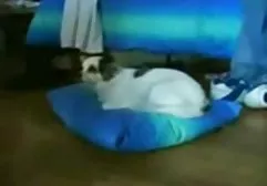 一对夫妇的口腔爱抚变成了粗暴的性行为