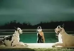年轻活跃的同性恋男子乱搞屁股的人